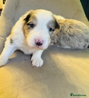 Border Collie dogs - Advert 5