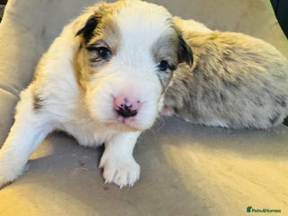 Border Collie dogs - Advert 5