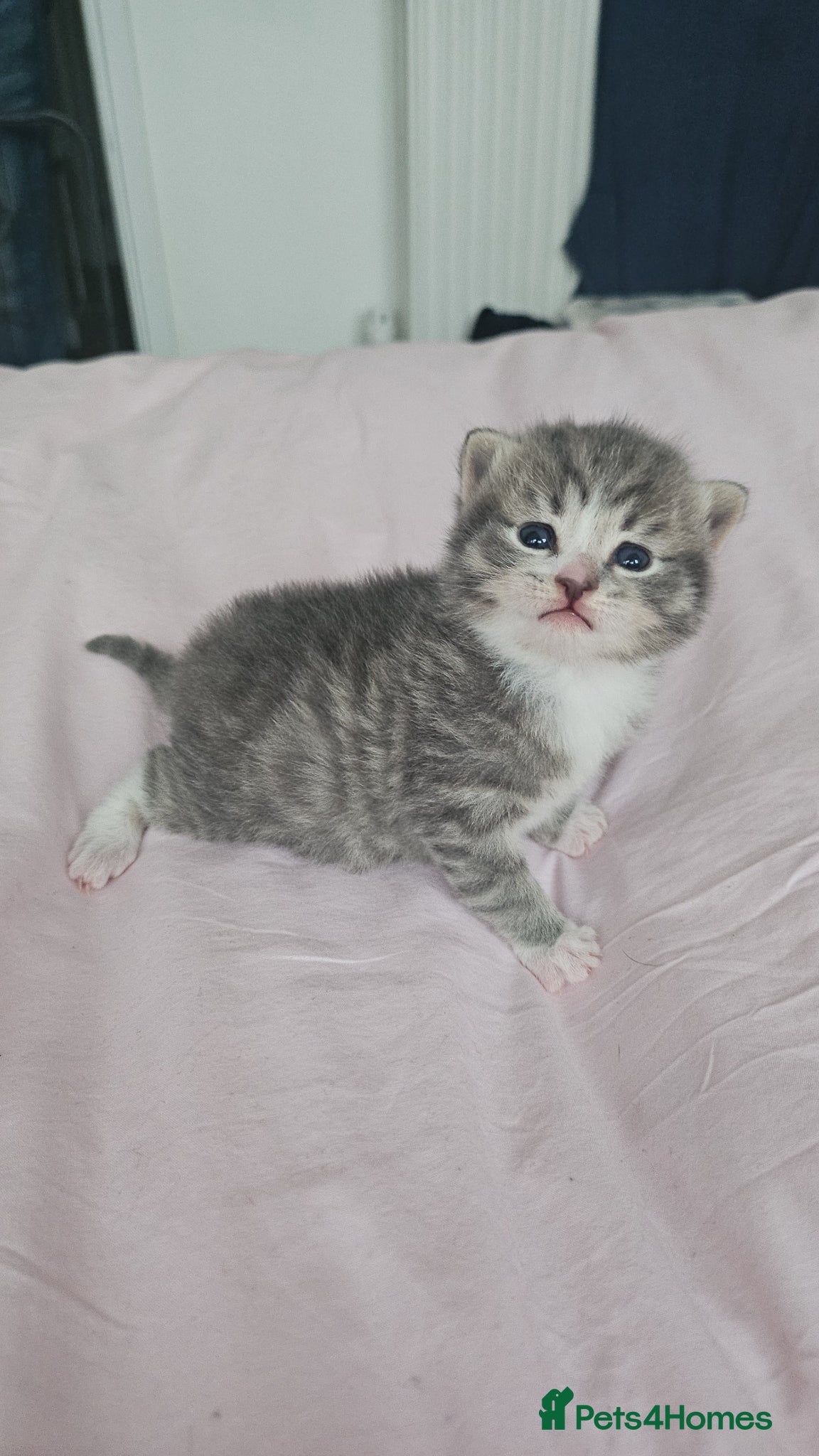 Mixed Breed cats 3 beautiful Kittens  - Advert 4