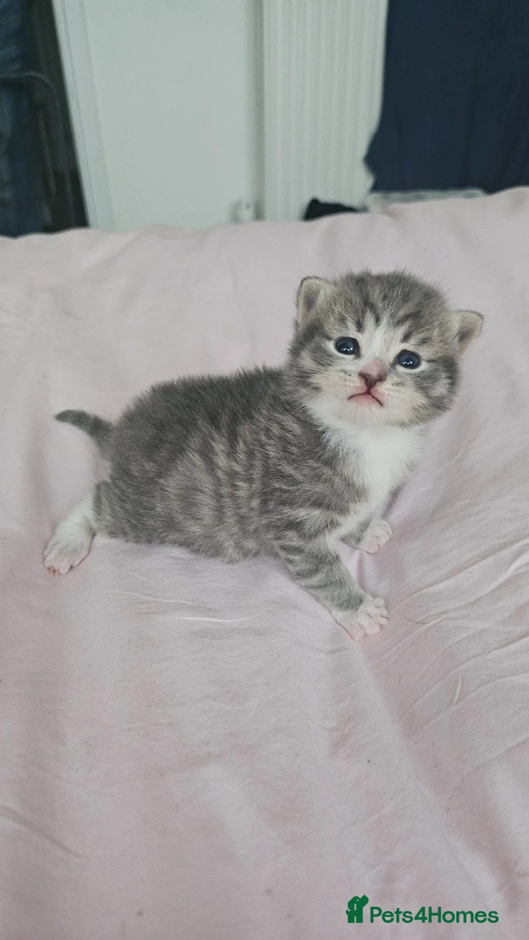 Mixed Breed cats for sale: 3 beautiful Kittens  in Milton Keynes - Advert 1