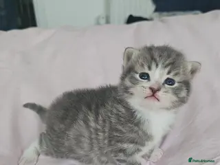 Mixed Breed cats 3 beautiful Kittens - Advert 4