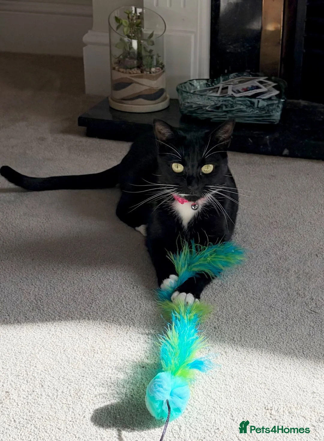 Mixed Breed cats for sale: Bonnie - sweet girl looking for a new home - Advert 2