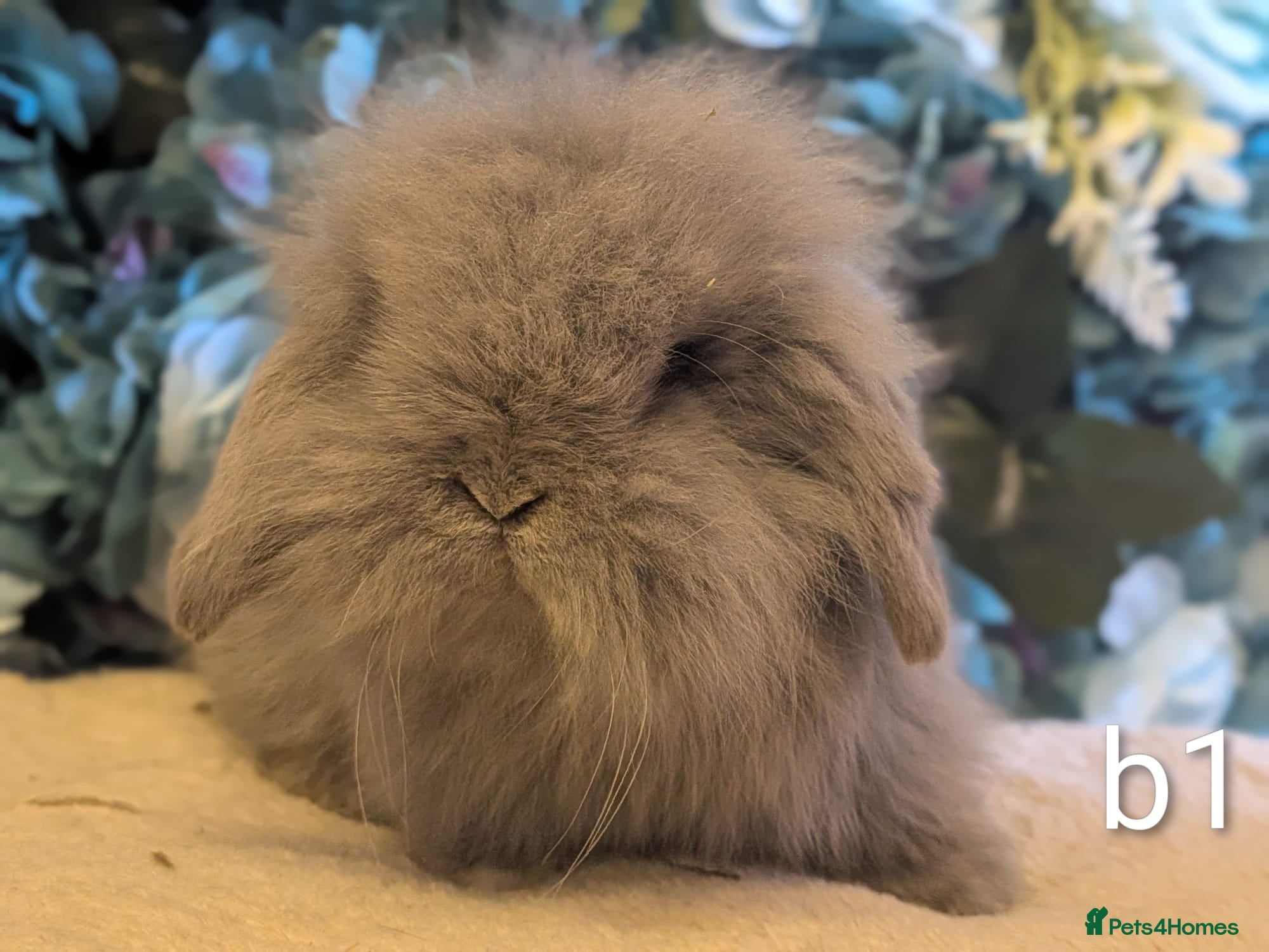 Mini Lion Lop rabbits Single main lion lops - Advert 14