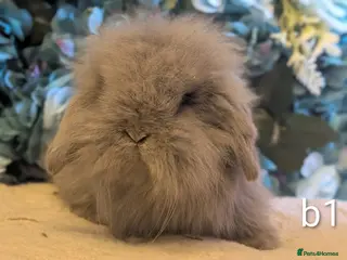 Mini Lion Lop rabbits Single main lion lops - Advert 13