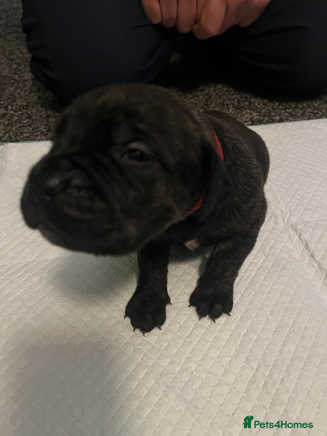 Cane Corso dogs for sale: Full Cane Corso Puppies x5 girls x5 Boys - Advert 12