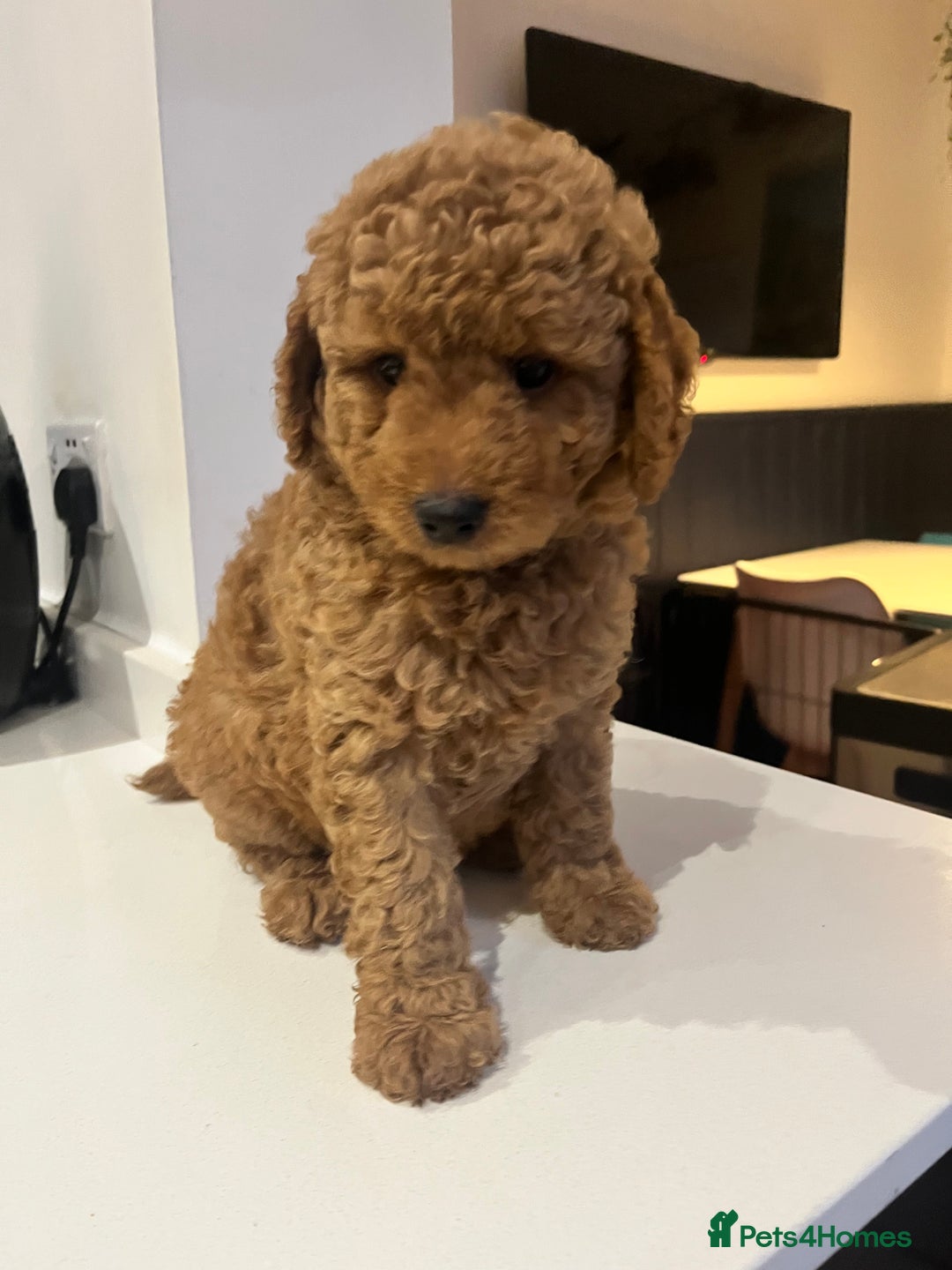 Mini Goldendoodle dogs for sale: 🌟 Mini Goldendoodle Puppies 8 Weeks Old 🌟 - Image 6
