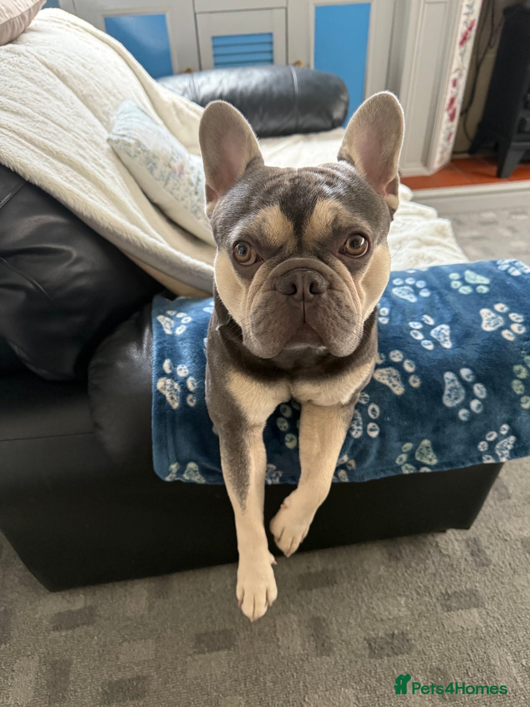 French Bulldog dogs for stud: KC Reg French Bulldog Lilac & Cream  - Image 11