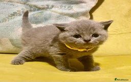 British Shorthair cats for sale: 💕Pure BSH Kittens – Family Raised, Ready December - Image 21