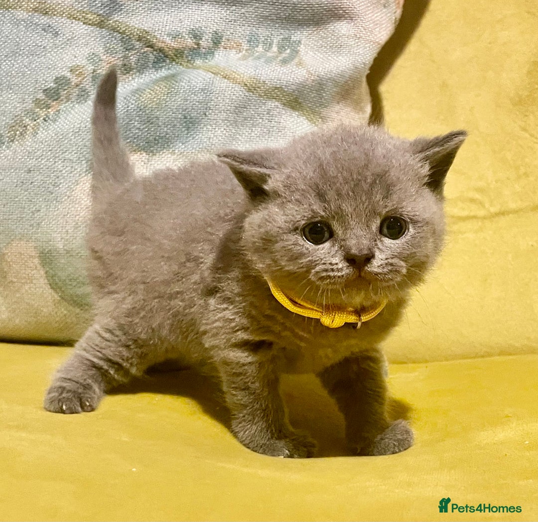 British Shorthair cats for sale: 💕Pure BSH Kittens – Family Raised, Ready December - Image 21