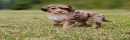 Mixed Breed dogs for sale: READY NOW Rare double coat sprockerpoo  - Advert 4