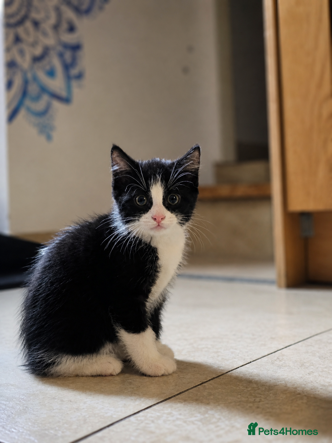 Mixed Breed cats Last male kitten mainecoon X mixedbreed - Advert 3