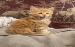 Mixed Breed cats for sale: 5 Fluffy Half Maine Coon kittens - Advert 25