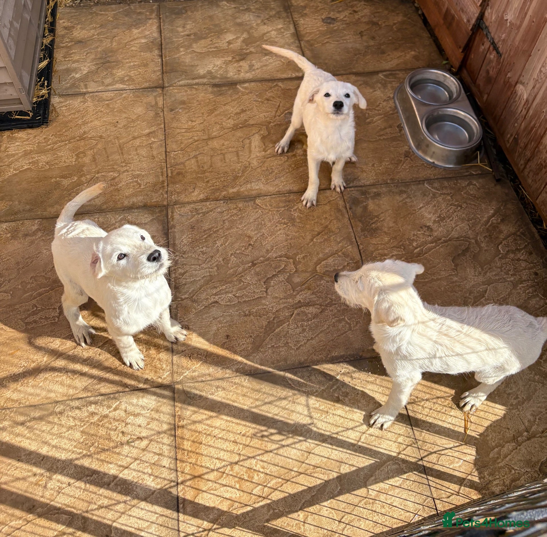 Labradoodle dogs Labrador x Labradoodle puppies - Advert 16