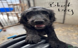 Goldendoodle dogs for sale:  F1b golden doodle puppies ready to go.  in Llandeilo - Image 10