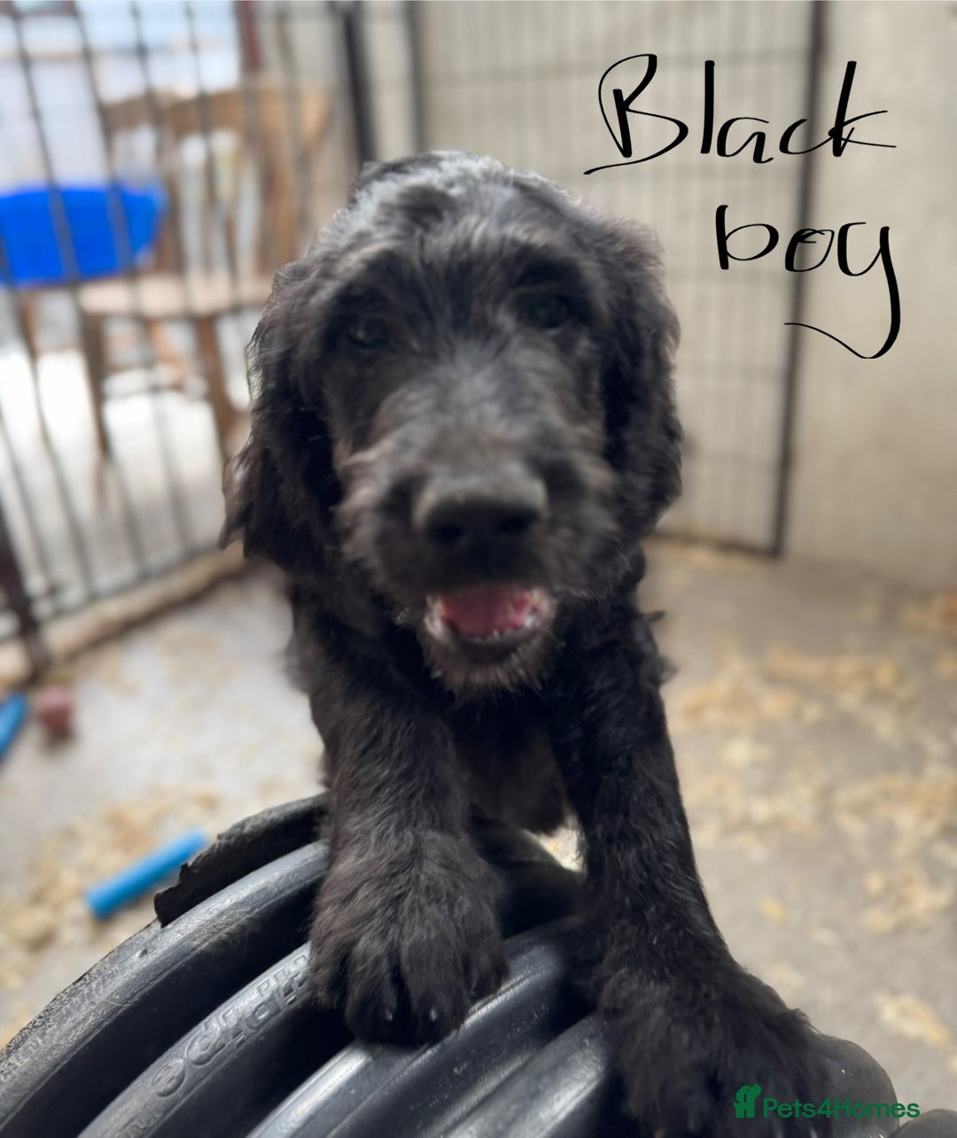 Goldendoodle dogs for sale:  F1b golden doodle puppies ready to go.  in Llandeilo - Image 10