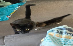 Domestic Shorthair cats for sale: Two kittens ready to leave for their forever home  - Image 11
