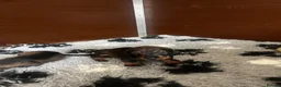 Dachshund dogs for sale: Wire- haired dacshund puppies  - Advert 6