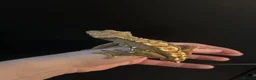 Gecko reptiles for sale: Crested Gecko Male Dalmatian 3 years old  - Advert 8