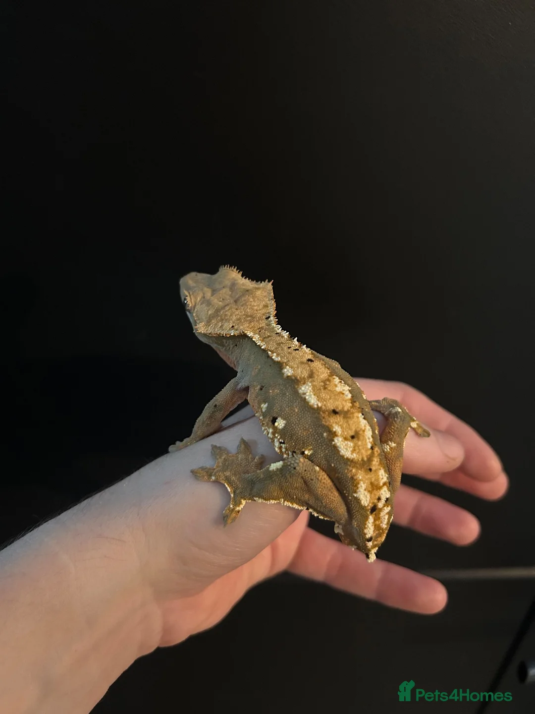 Gecko reptiles for sale: Crested Gecko Male Dalmatian 3 years old  - Advert 8