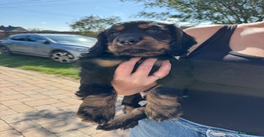 Cocker Spaniel dogs - Advert 4