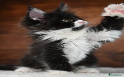 Maine Coon cats for sale: ✨Meet Cherry & Plum✨- TICA Reg - High Smoke-white - Image 18