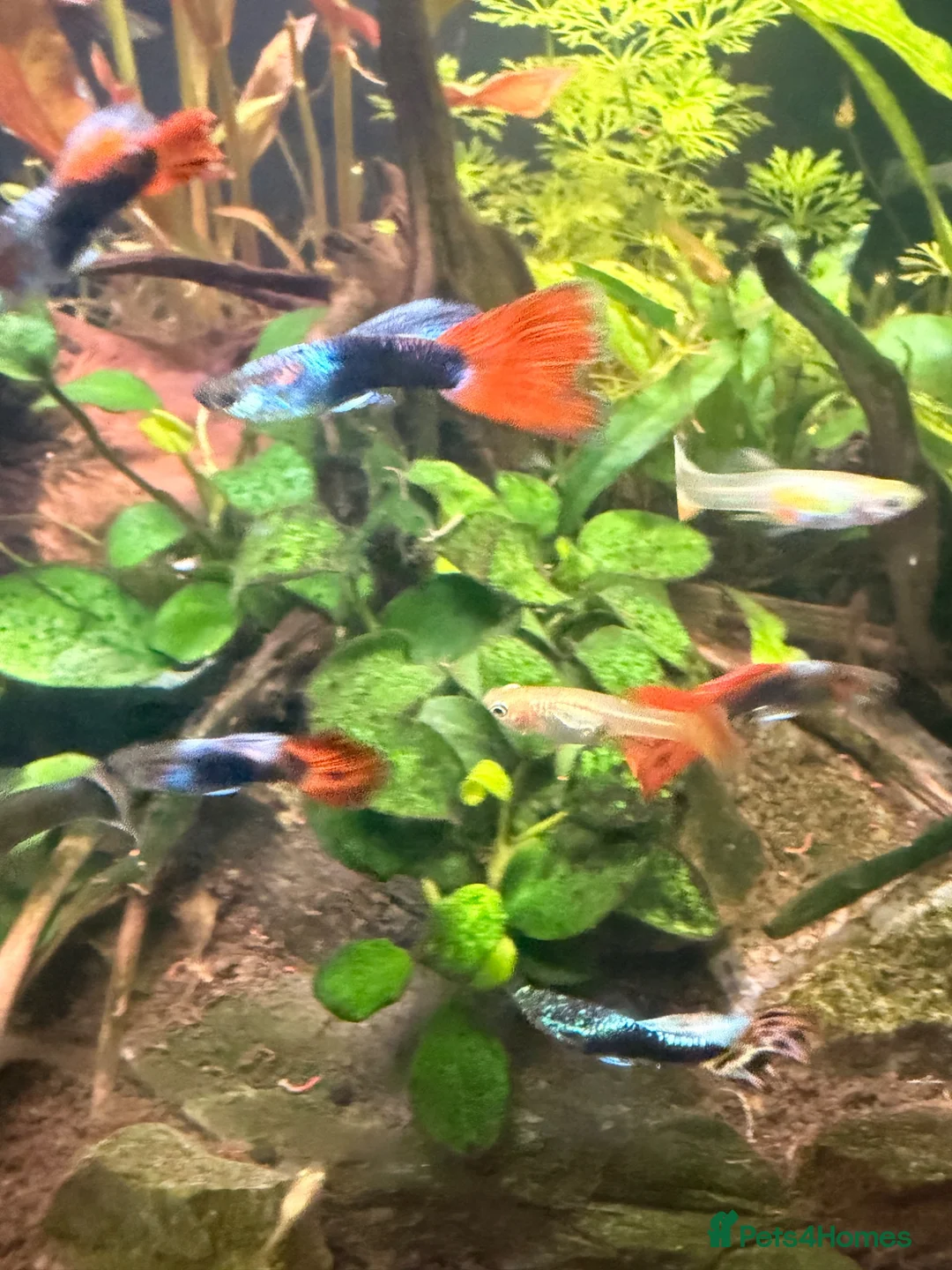Live Bearers fish for sale: Colourful Guppy fish -vibrant and healthy M/F avai in Bristol - Advert 2