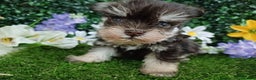 Miniature Schnauzer dogs for sale: Two beautiful girls  - Advert 1