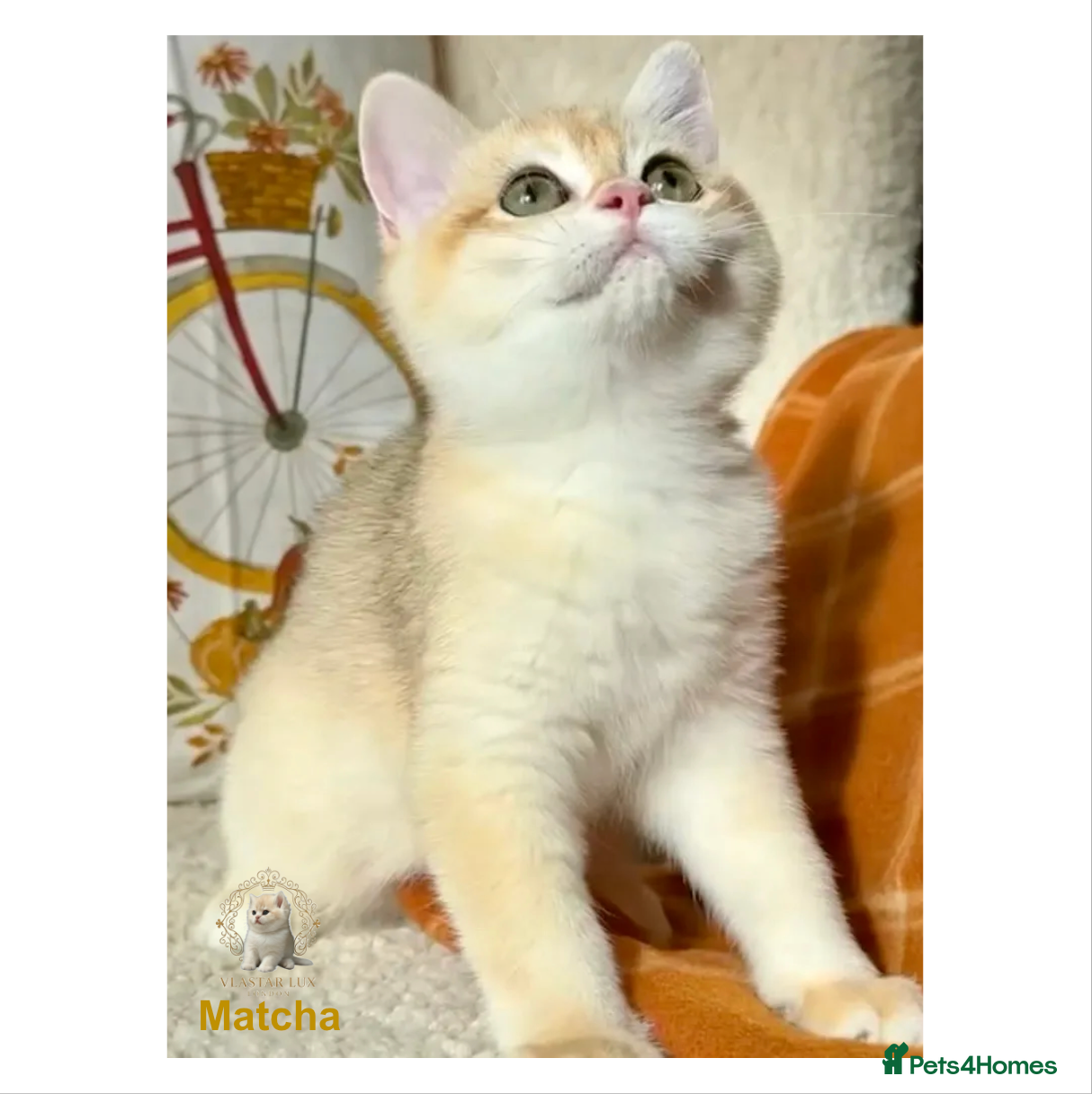 British Shorthair cats Vlastar Lux Matcha - BSH Black Golden Chinchilla - Advert 18