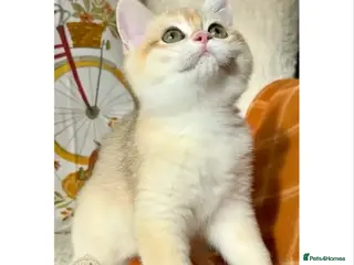 British Shorthair cats Vlastar Lux Matcha - BSH Black Golden Chinchilla - Advert 9