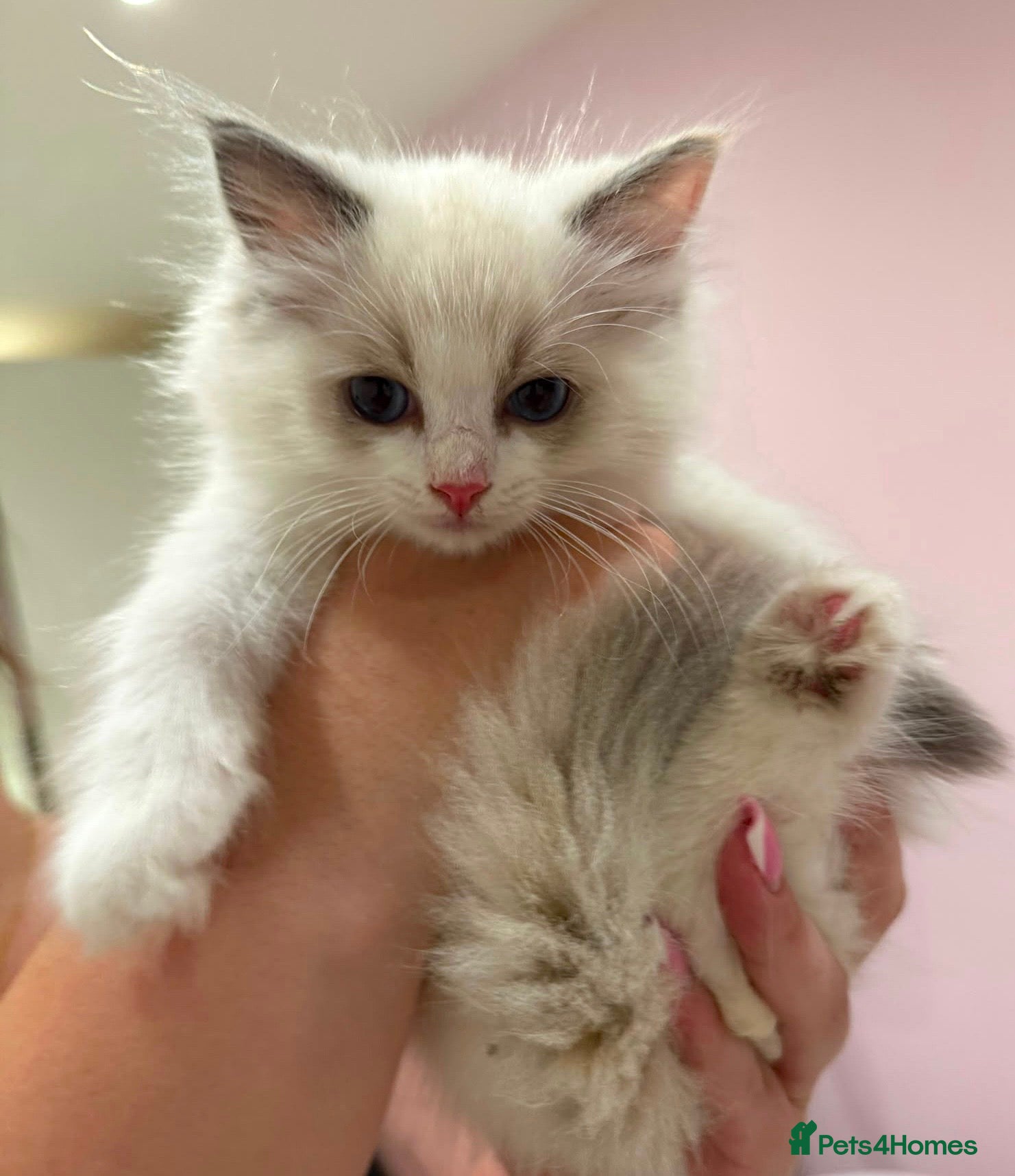 Ragdoll cats 2 GCCF Registered Ragdoll Kittens – Champion Lines - Advert 1