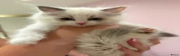 Ragdoll cats for sale: 2 GCCF Registered Ragdoll Kittens – Champion Lines - Advert 1