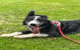 Border Collie dogs for sale: 9 month old female border collie  - Image 1