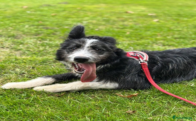 Border Collie dogs - Advert 1