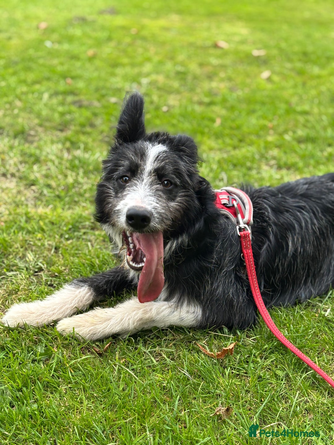 Border Collie dogs for sale: 9 month old female border collie  - Image 1
