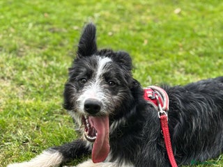 Border Collie dogs - Advert 25