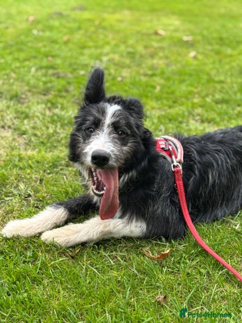 Border Collie dogs - Advert 1