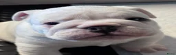 English Bulldog dogs for sale: Julie chalk  in Norwich - Advert 31