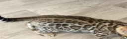 Bengal cats for sale: High-End & Premium Collect - Advert 4