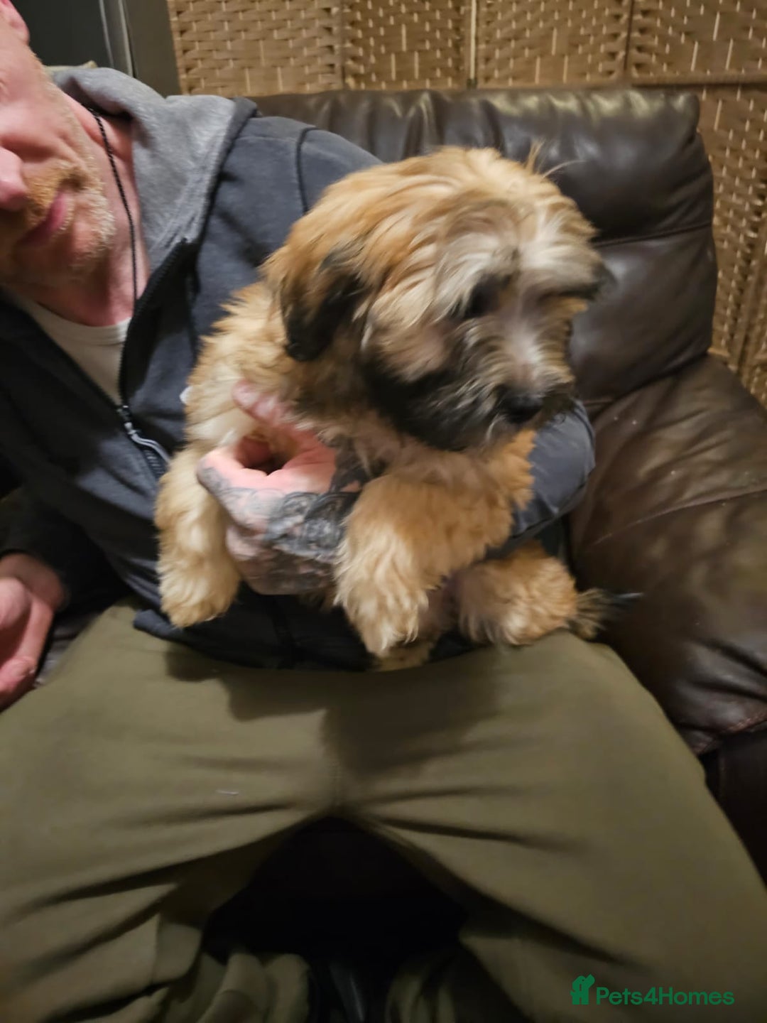 Mixed Breed dogs for sale: Cavapoo cross puppy  - Advert 6