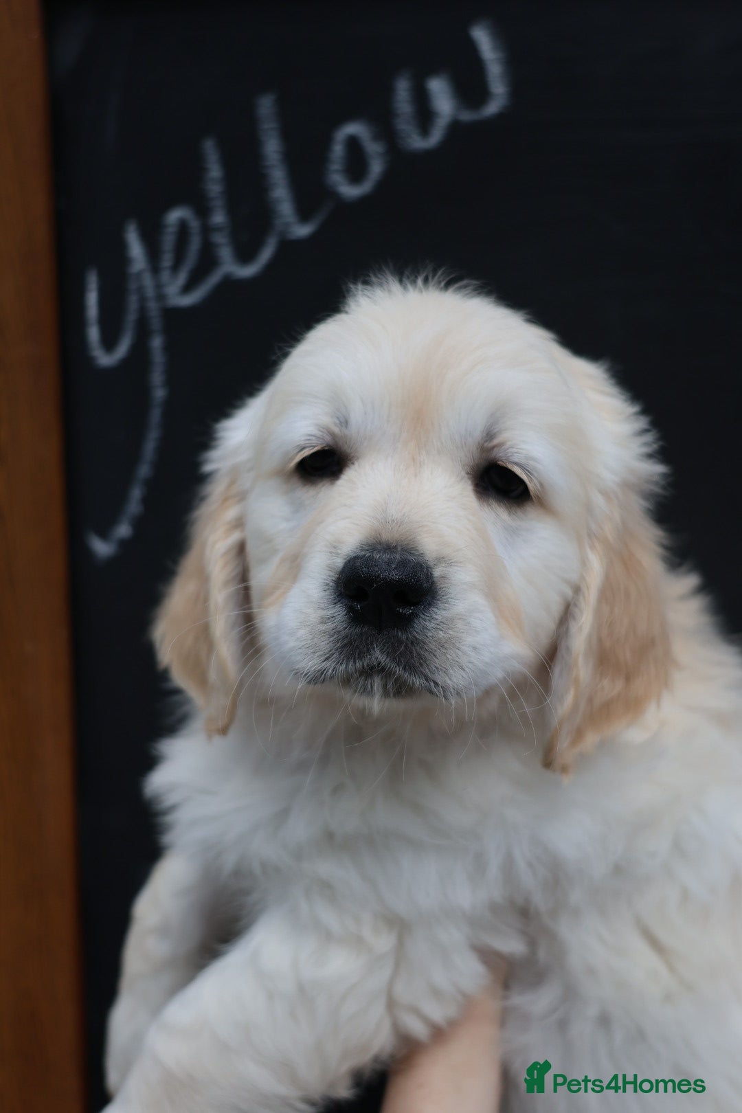 Golden Retriever dogs KC registered Golden Retriever Puppies - Advert 2