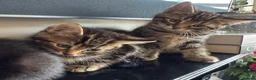 Mixed Breed cats for sale: 4, 8 week old kittens  - Advert 23