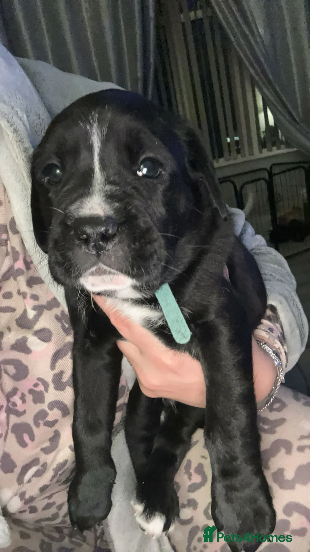 Mixed Breed dogs for sale:  Rare breed Boxador puppies  - Advert 2