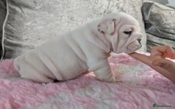 English Bulldog dogs for sale: Traditional British bulldogs pet only homes  - Image 2