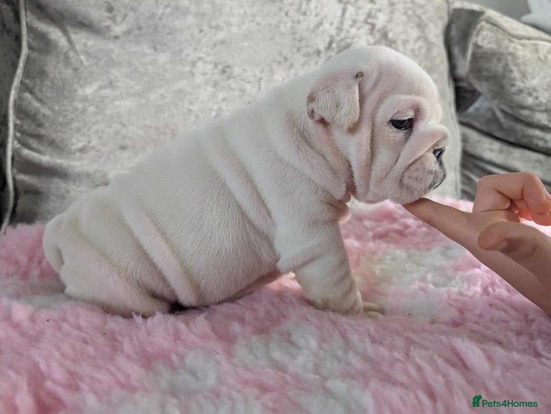 English Bulldog dogs for sale: Traditional British bulldogs pet only homes  - Image 2