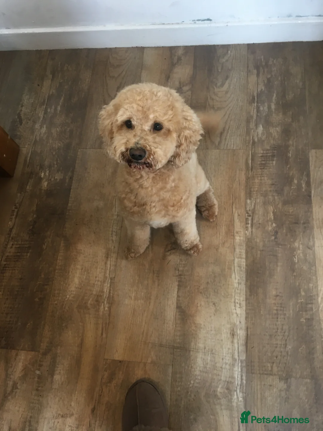 Cavapoo dogs for stud: F1B cavapoo great success rate  in Exeter - Advert 2