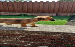 Mixed Breed dogs for sale: Jack Russell x Boarder Terrier girl pup - Image 10