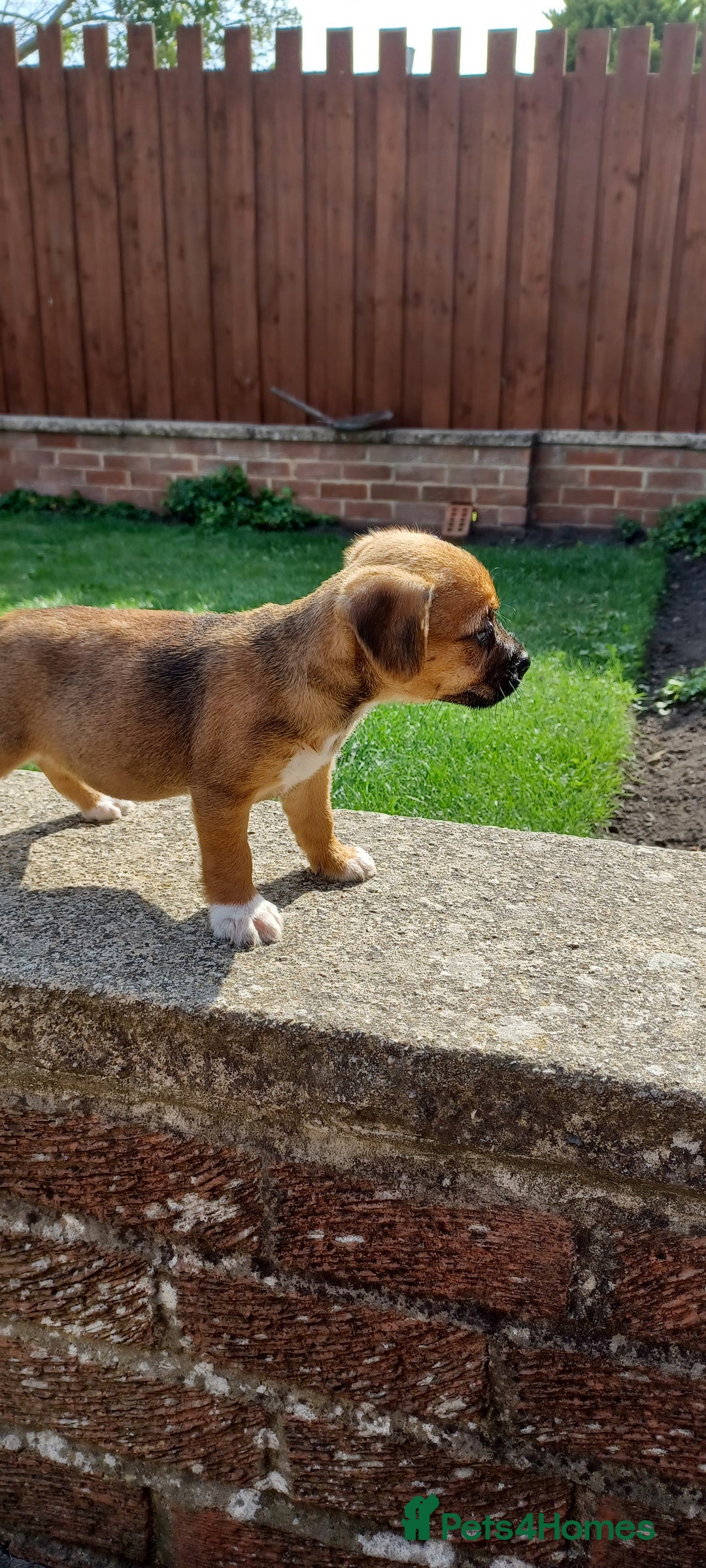 Mixed Breed dogs for sale: Jack Russell x Boarder Terrier girl pup - Image 10