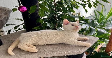 Selkirk Rex cats - Advert 7