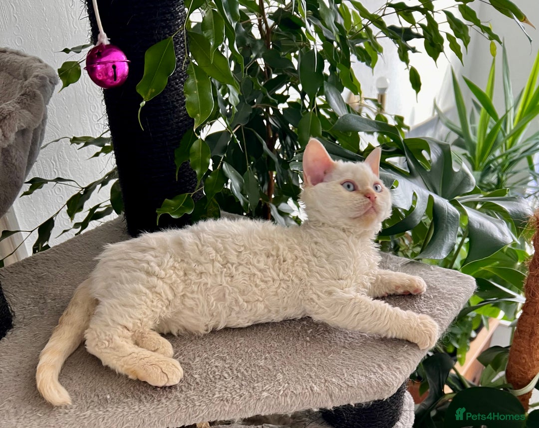 Selkirk Rex cats for sale: Gorgeous Selkirk Rex kittens - Image 29