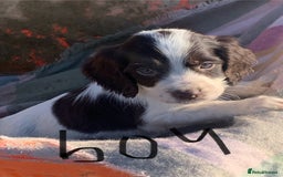 Cocker Spaniel dogs for sale: Cocker spaniel puppies  - Advert 1